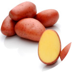 Burgonya vetőgumó Red Lady 50 szemes