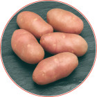 Burgonya vetőgumó Red Scarlett 50 szemes