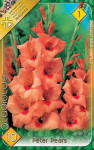 Virághagyma 1.Kardvirág Gladiolus Peter Pears 10 db 1/23