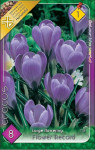Virághagyma 1.Crocus Flower record 8db 1/9