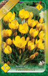 Virághagyma 1.Crocus Fuscotinctus 10db 1/11