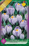 Virághagyma 1.Crocus Pick Wick 8db 1/12