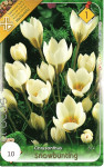 Virághagyma 1.Crocus Snowbunting 10db 1/19