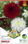 Virághagyma 1. Dahlia Duo Dark Red c White 2 db 1/24