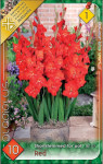 Virághagyma 1.Kardvirág Gladiolus For pot Red 10 db 1/13