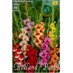 Virághagyma 1.Kardvirág Gladiolus Butterfly Mix 10 db 1/44