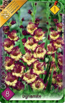 Virághagyma 1.Kardvirág Gladiolus Dynamite 8 db 1/34