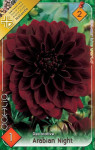 Virághagyma 2. Dahlia Arabian Night 1 db 2/15