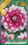 Virághagyma 2. Dahlia Jean Marie 1 db 2/32