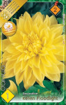 Virághagyma 2. Dahlia Kelvin Floodlight 1 db 2/23