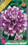 Virághagyma 2. Dahlia Mystery Day 1 db 2/10