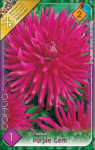 Virághagyma 2. Dahlia Purple Gem 1 db 2/31