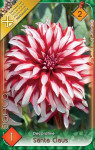 Virághagyma 2. Dahlia Santa Claus 1 db 2/14