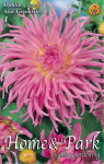 Virághagyma 2. Dahlia Star Favorite 1 db 2/16