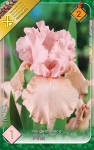 Virághagyma 2. Iris Germanica Pink 1 db 2/43