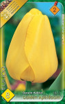 Virághagyma 2.Tulipán Golden apeldoorn 8db 2/2