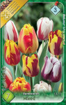 Virághagyma 3.Tulipán Rembrandt mixed 7db 3/2