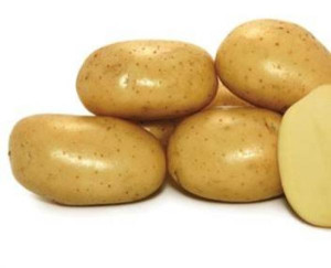 Burgonya vetőgumó Agria 50 szemes