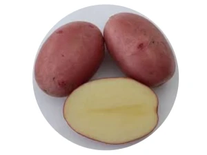 Burgonya vetőgumó Balatoni Rózsa 2,5kg-os