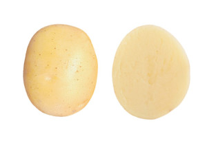 Burgonya vetőgumó Belami 50 szemes