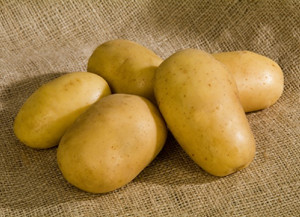 Burgonya vetőgumó Nazca 50 szemes