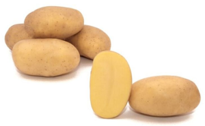 Burgonya vetőgumó Prada 50 szemes