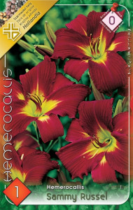 Virághagyma 0.Hemerocallis Sammy Russel Sásliliom 1db (0/7)