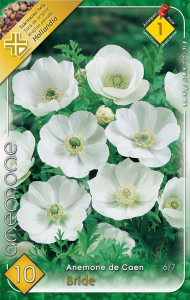 Virághagyma 1. Anemone de Caen 'Bride' Koronás szellőrózsa (fehér) 10db (1/1)