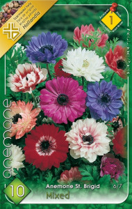 Virághagyma 1.Anemone St.Brigid Mixed szellőrózsa 10 db (1/4)