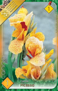 Virághagyma 1.Canna Picasso Kána1 db (1/2)