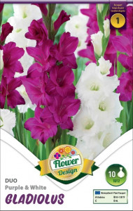 Virághagyma 1.Kardvirág Gladiolus Duo Purple&White 10 db 1/48