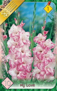 Virághagyma 1.Kardvirág Gladiolus My Love 10 db 1/54