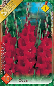 Virághagyma 1.Kardvirág Gladiolus Oscar 10 db 1/16