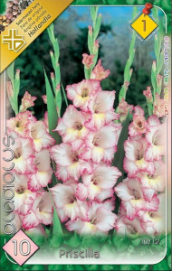 Virághagyma 1.Kardvirág Gladiolus Priscilla 10 db 1/40