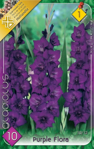 Virághagyma 1.Kardvirág Gladiolus Purple Flora 10 db 1/41