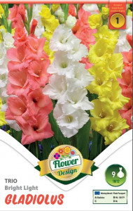 Virághagyma 1.Kardvirág Gladiolus Trio Bright Light 9 db 1/32