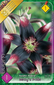 Virághagyma 1.Liliom Nettys Pride 1 db 1/15