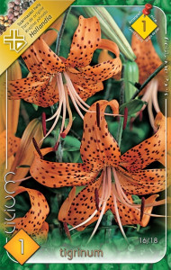 Virághagyma 1.Liliom Tigrinum 1 db 1/37