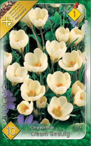 Virághagyma 1.Crocus Cream beauty 10db 1/18