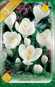 Virághagyma 1.Crocus Jeanne d'Arc 8db 1/17