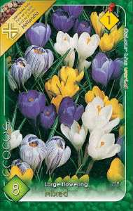 Virághagyma 1.Crocus Largeflowering 8db 1/10