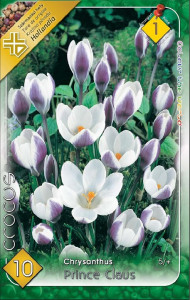 Virághagyma 1.Crocus Prince claus 10db 1/15