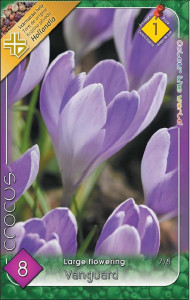 Virághagyma 1.Crocus Vanguard 8db 1/13