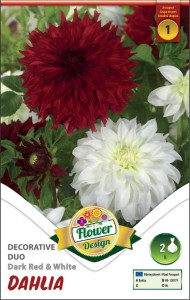 Virághagyma 1. Dahlia Duo Dark Red c White 2 db 1/24