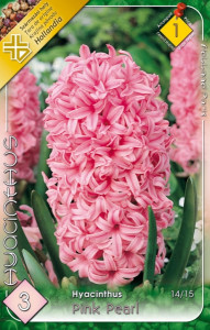 Virághagyma 1.Jácint Pink pearl 3db 1/1