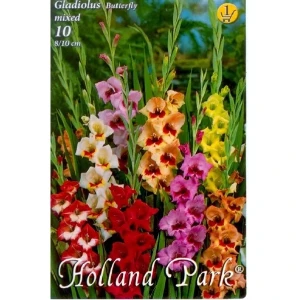Virághagyma 1.Kardvirág Gladiolus Butterfly Mix 10 db 1/44