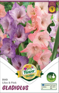 Virághagyma 1.Kardvirág Gladiolus Duo Liliac & Pink 10 db 1/49