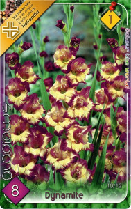 Virághagyma 1.Kardvirág Gladiolus Dynamite 8 db 1/34