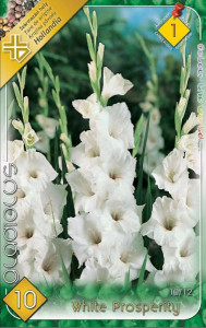 Virághagyma 1.Kardvirág Gladiolus White Prosperity 10 db 1/52