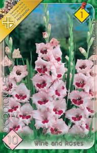 Virághagyma 1.Kardvirág Gladiolus Duo Pink & White 10 db 1/14